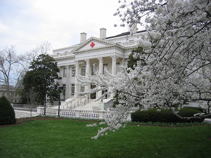 07 Red Cross, Cherry blossoms.jpg